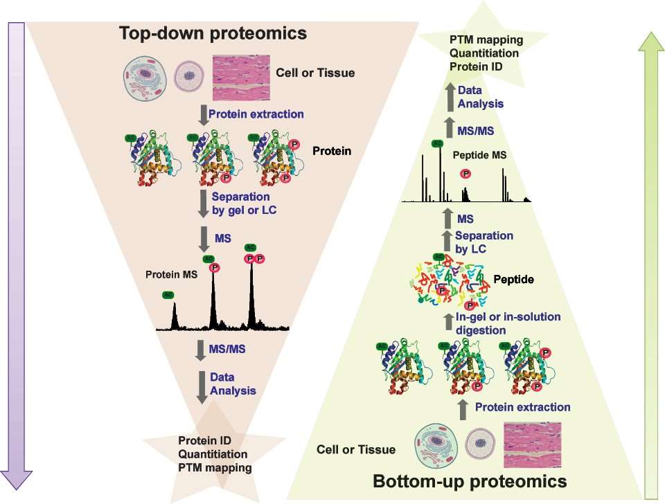Fig. 1. Schematic illustration of the difference between protein-based top-down and peptide-based bottom-up proteomics.